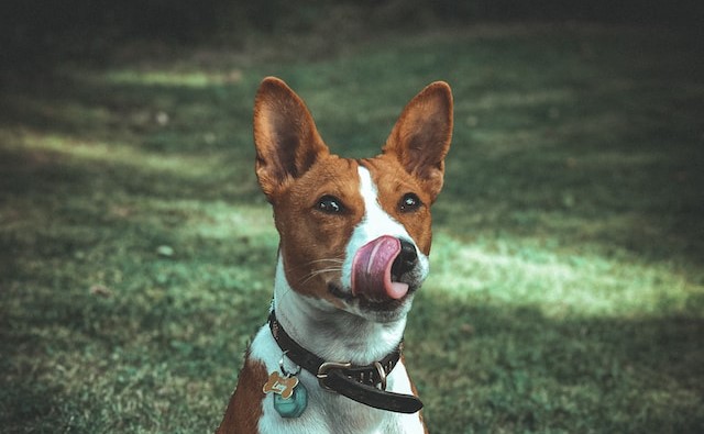 de-10-bsta-sm-hundarna